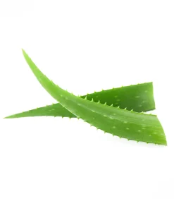 Fell- und Mähnenspray mit Aloe Vera, 2500 ml