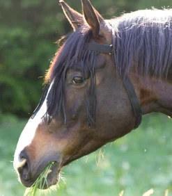 Fliegenfransen mit Kopfteil