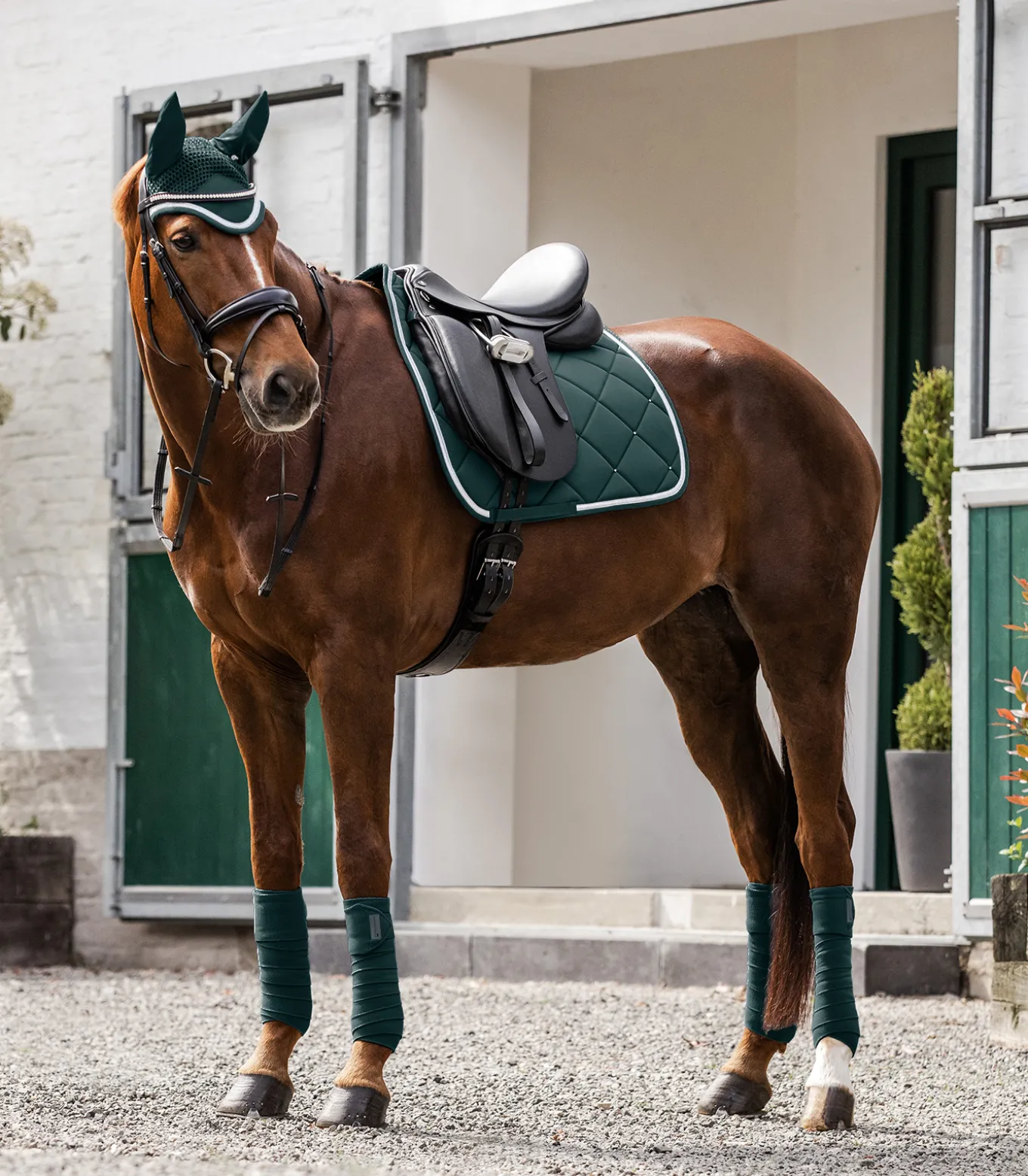 Fliegenohren Competition