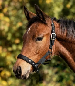 Fohlenhalfter Comfort