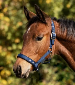 Fohlenhalfter Comfort