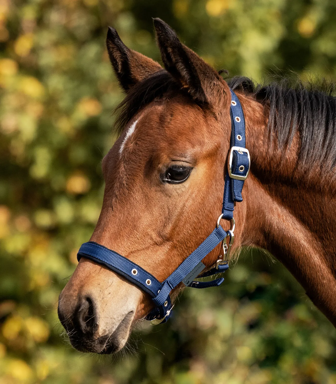 Fohlenhalfter Comfort