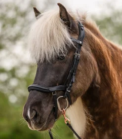 Island Trensenzaum anatomic