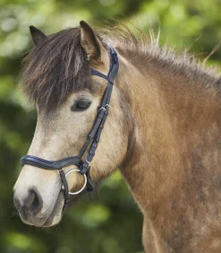 Island Trensenzaum anatomic