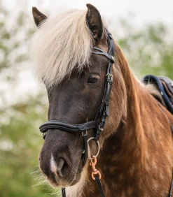 Island Trensenzaum anatomic