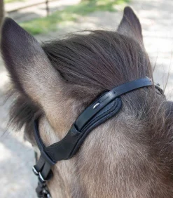 Island Trensenzaum anatomic