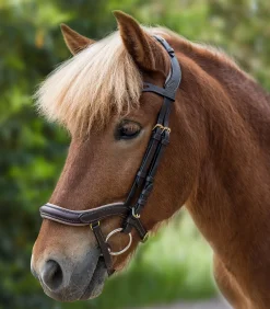 Island Trensenzaum anatomic