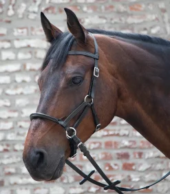 Linda Tellington Jones Lindel