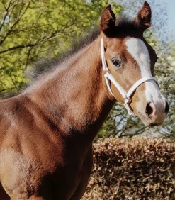 STAR Fohlenvorführhalfter, Leder