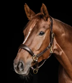 Waldhausen S-Line Lederhalfter Anatomic