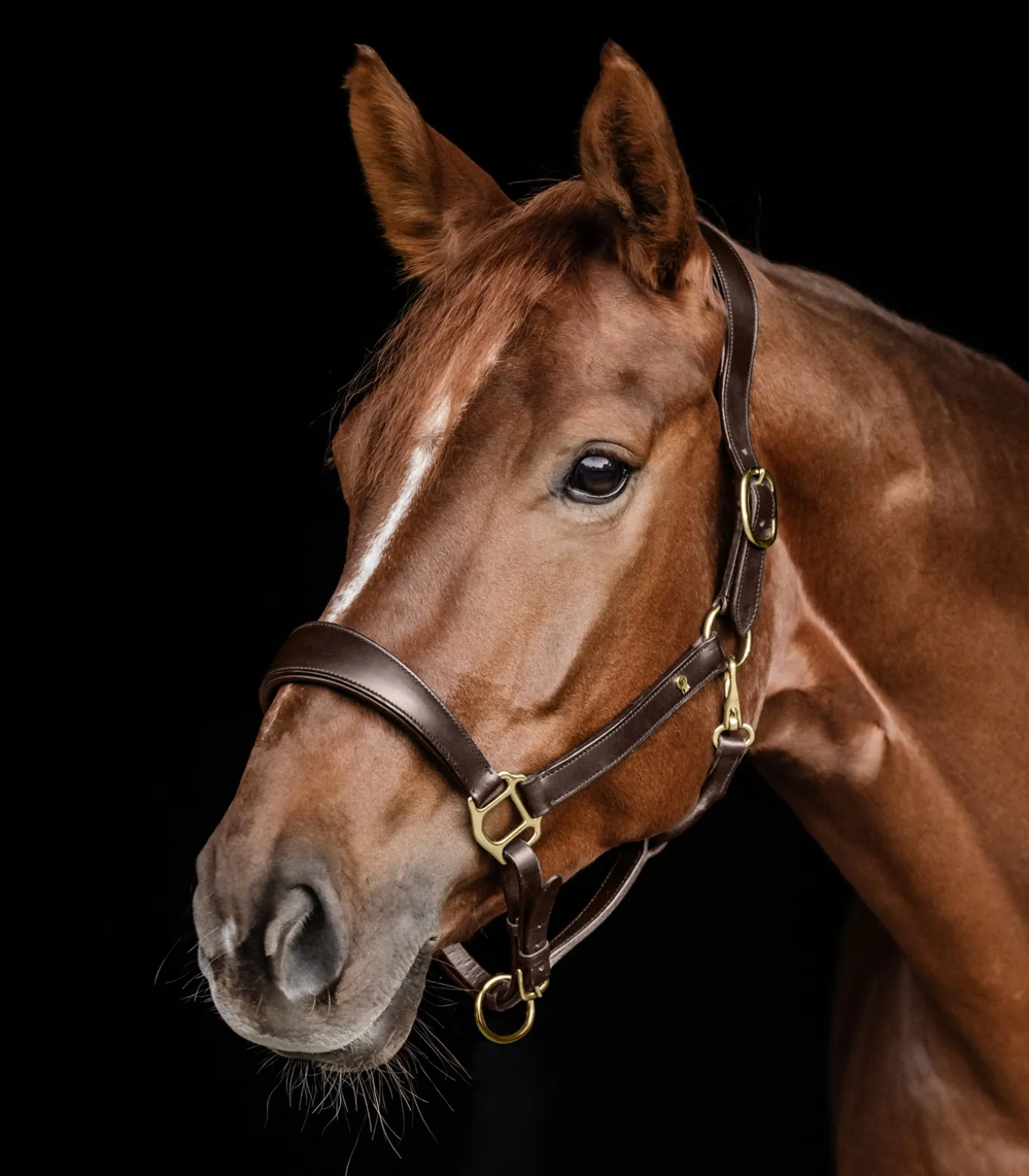 Waldhausen S-Line Lederhalfter Anatomic