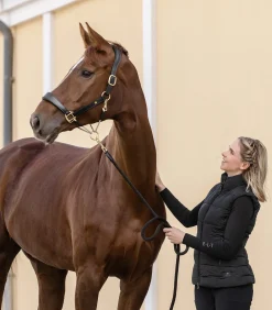 Waldhausen S-Line Lederhalfter Royal